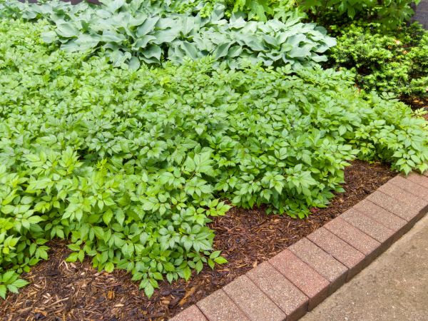 Brick Border Installation in Bethesda